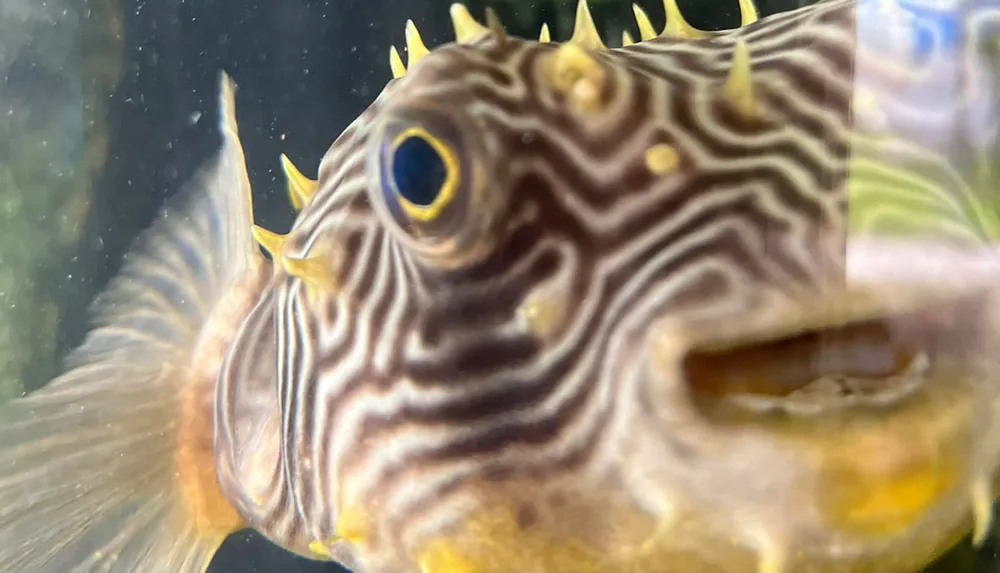 The image shows a close-up of a fish with distinct wavy patterns and sharp spikes on its skin