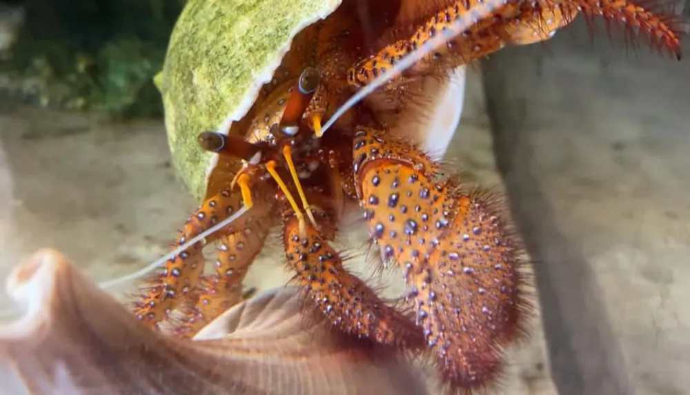 A close-up of a hermit crab nestled inside a shell with its orange speckled legs extended