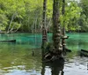 A tranquil scene of a clear blue spring surrounded by lush greenery with wooden ladders against a tree and a small dock at the edge of the water