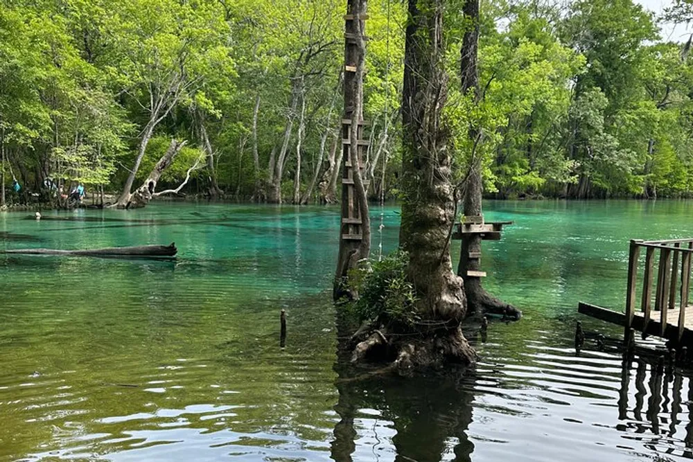 A tranquil scene of a clear blue spring surrounded by lush greenery with wooden ladders against a tree and a small dock at the edge of the water