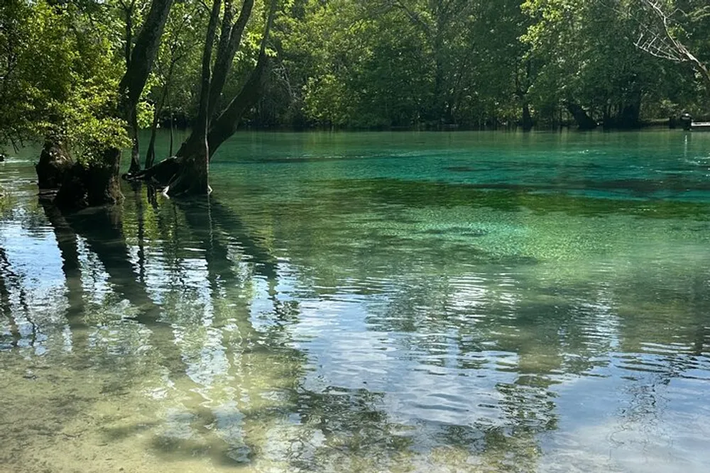 The image shows a serene and clear freshwater lake with lush greenery and trees partially submerged in the water reflecting a tranquil natural landscape