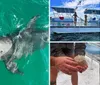 A dolphin is peeking out of the turquoise water with its mouth open appearing to smile