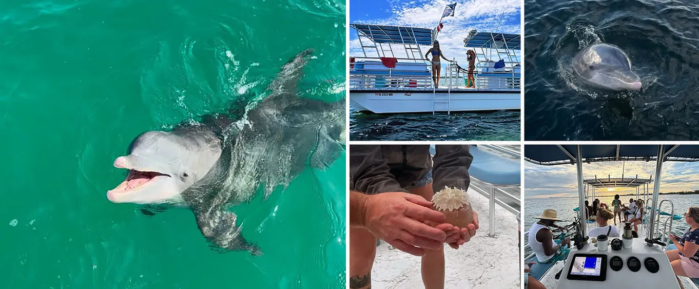 Shell Island Dolphin Sightseeing Boat Tour