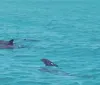 A dolphin is peeking out of the turquoise water with its mouth open appearing to smile