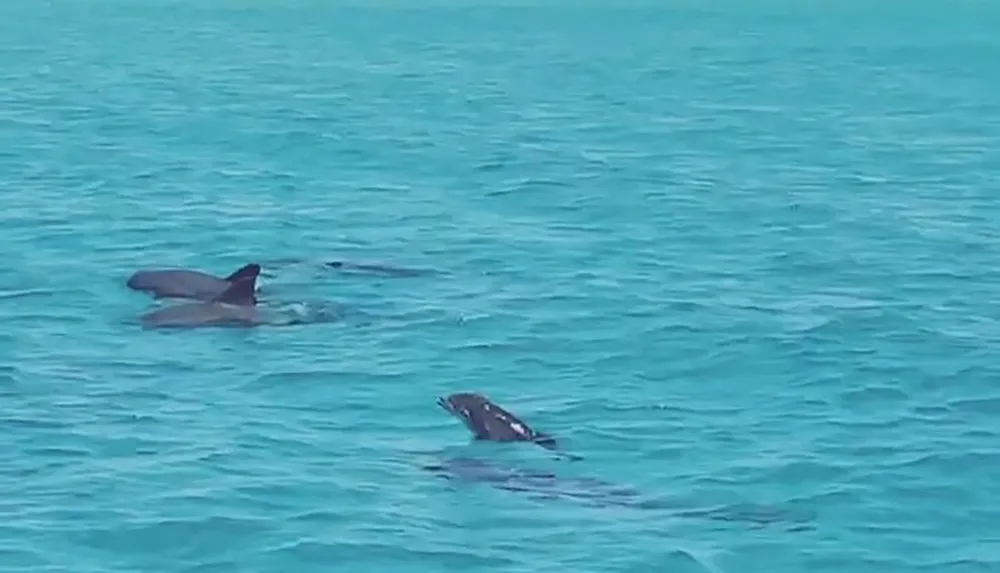 Two dolphins are swimming near the surface of a turquoise ocean