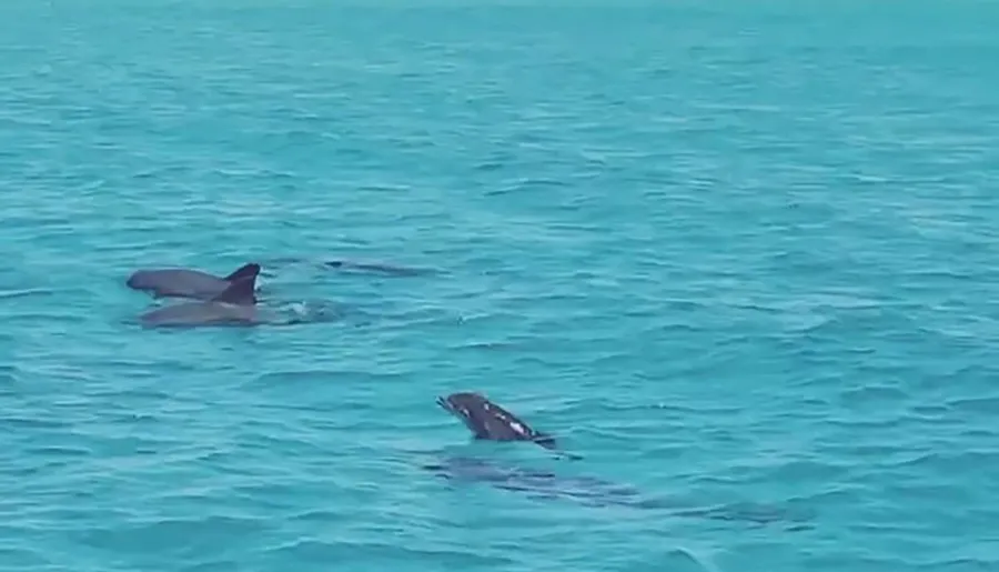 Two dolphins are swimming near the surface of a turquoise ocean.