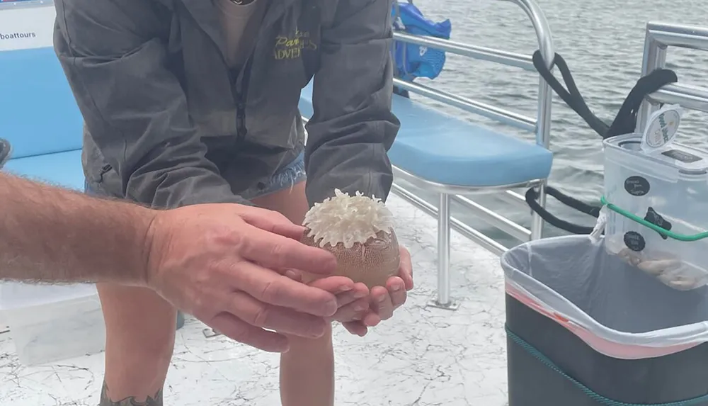 A person is holding a marine organism that appears to be a sea urchin in their cupped hands on a boat