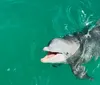 A dolphin is peeking out of the turquoise water with its mouth open appearing to smile