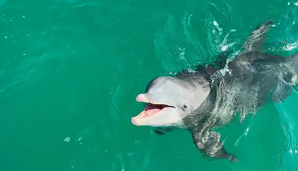 A dolphin is peeking out of the turquoise water with its mouth open appearing to smile