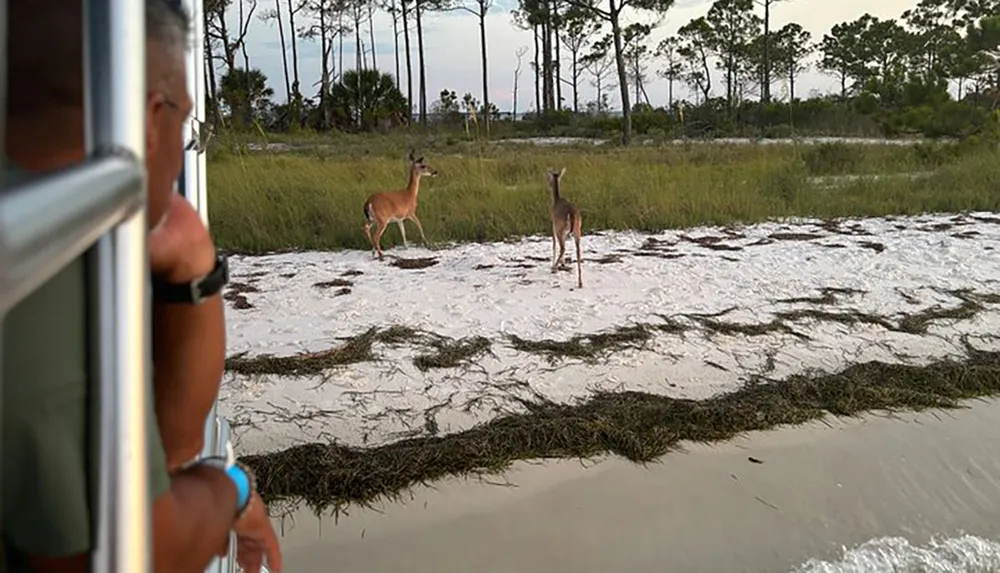 Two deer are spotted on a sandy beach with a grassy background as a person observes them from a vehicle