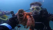A scuba diver underwater is interacting with a large octopus in a clear blue aquatic environment.
