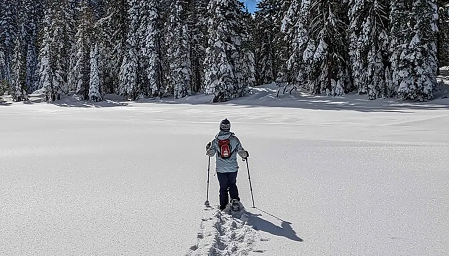 A person is snowshoeing across a snowy expanse with pine trees heavily laden with snow in the background.