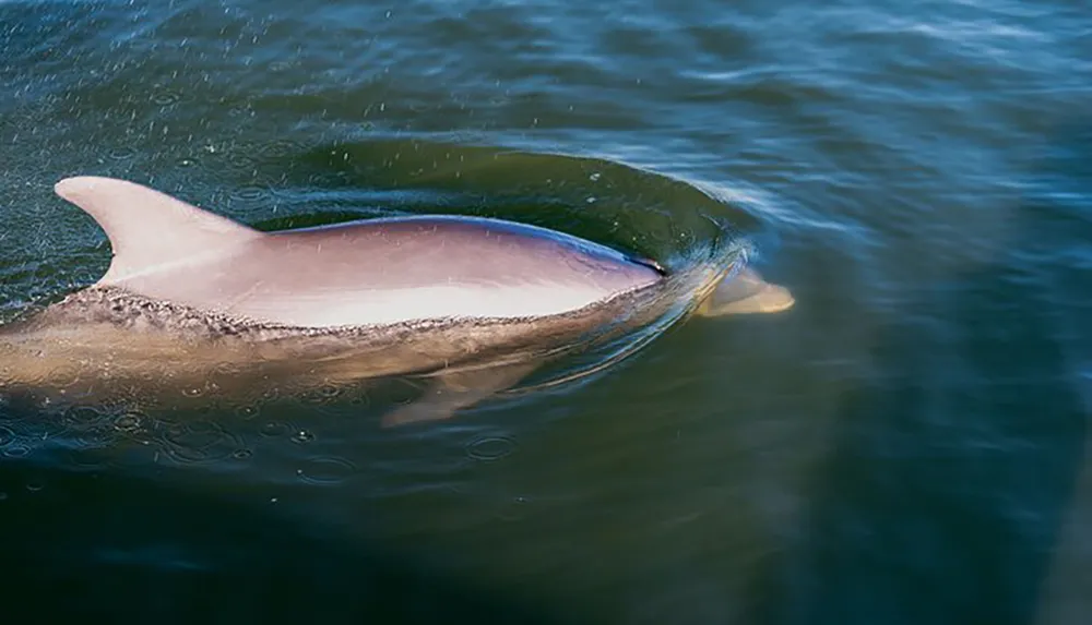 A dolphin is swimming near the surface of the water its dorsal fin and part of its back visible above the waterline