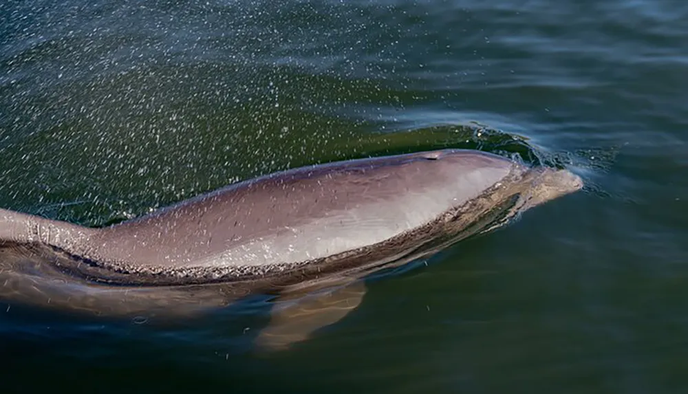 A dolphin is surfacing in the water with droplets scattered around its body