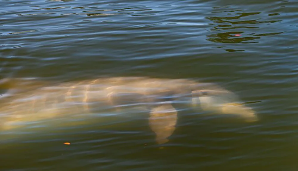 The image shows an underwater view of a manatee swimming close to the surface of the water with its outline slightly distorted due to the ripples on the waters surface