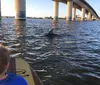 A child on a paddleboard watches a dolphin in the water near a bridge
