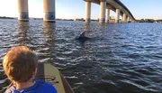 A child on a paddleboard watches a dolphin in the water near a bridge.