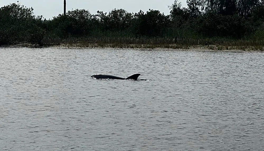 A manatee is swimming near the waters surface in a calm body of water with vegetation in the background