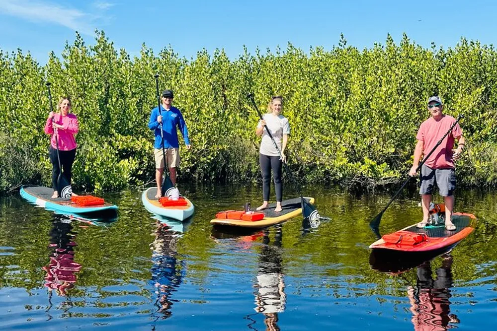 Four individuals are stand-up paddleboarding on calm waters surrounded by lush green mangroves