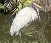 A wood stork stands by the waters edge surrounded by greenery