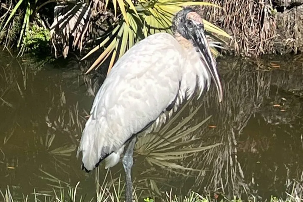 A wood stork stands by the waters edge surrounded by greenery