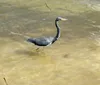 A wood stork stands by the waters edge surrounded by greenery