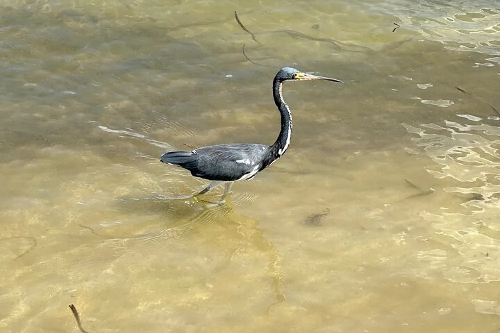 A heron is wading through shallow water likely searching for food