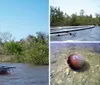 This collage portrays various scenes related to kayaking and nature exploration including a person kayaking a close-up of a kayak paddle two individuals beside their kayaks on a sandy shore a sea creature near the waters edge and an aerial view of kayaks on a curve of a waterway surrounded by greenery