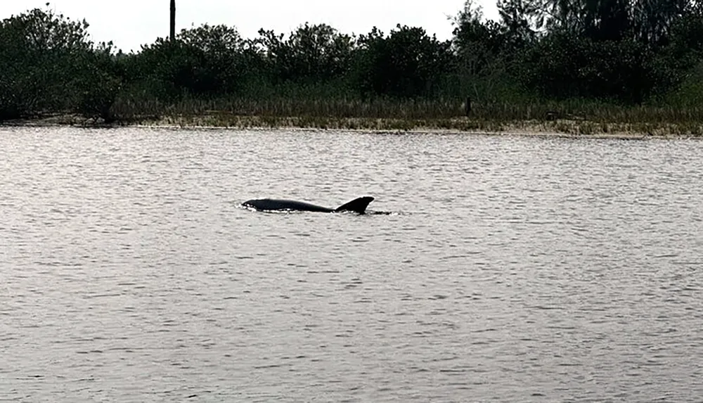 A manatee is partially submerged near the waters surface with vegetation in the background