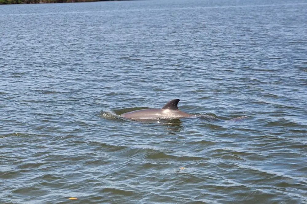 A dolphin is swimming near the surface of a calm blue body of water