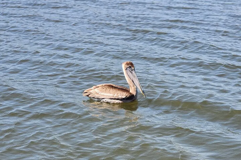 A brown pelican is floating calmly on the surface of the water