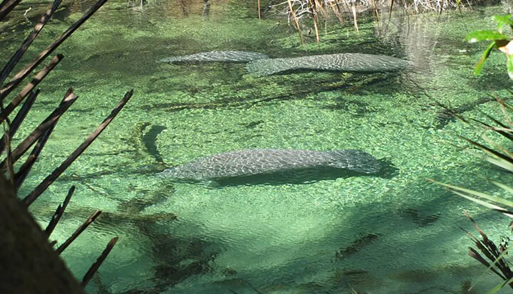 The image captures several alligators lying in clear shallow water among aquatic vegetation with the surrounding environment suggesting a calm natural wetland habitat