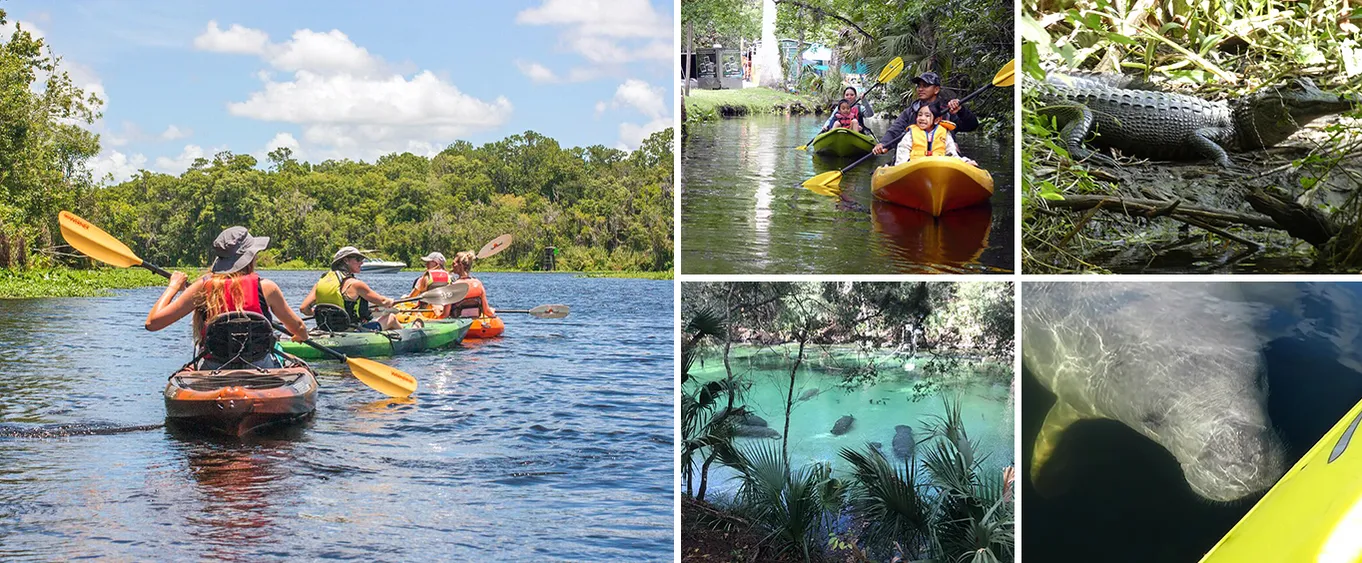 Manatee Discovery Kayak Tour for Small Groups Near Orlando