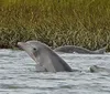 A dolphin is swimming in shallow waters near some grasses with another dolphin partially visible behind it