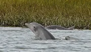 A dolphin is swimming in shallow waters near some grasses, with another dolphin partially visible behind it.