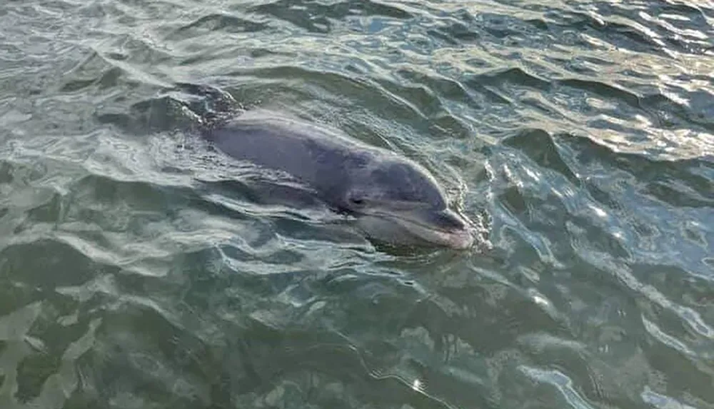 A dolphin is swimming near the surface of the water partially visible