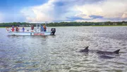 Passengers on a boat tour are observing nearby dolphins in a calm body of water.