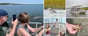 This image is a collage of four photos showing different moments from a boat tour, including people observing dolphins, a close-up of a dolphin, passengers on a boat, and a person holding an oyster shell.