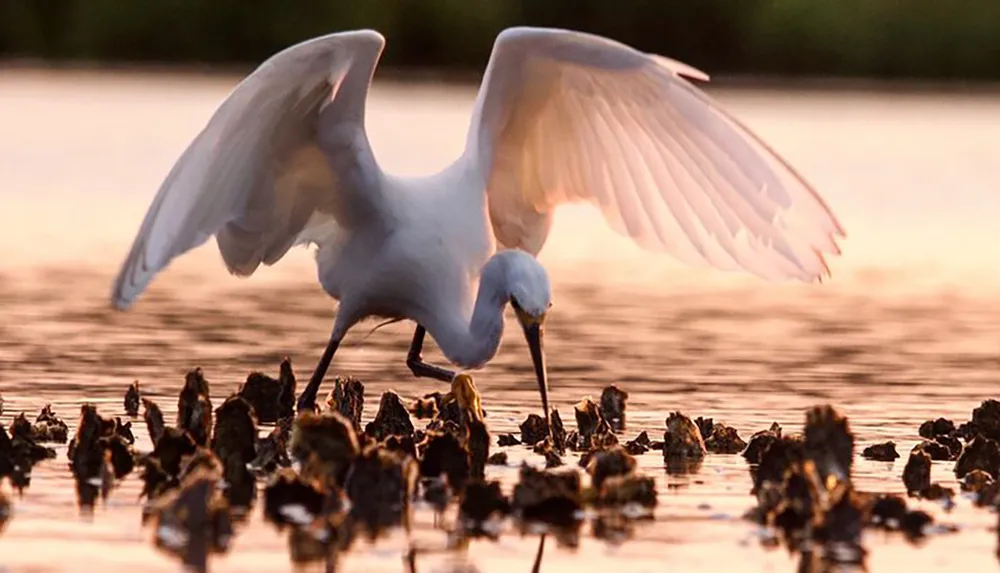 A great egret spreads its wings as it forages in the shallow water at sunset