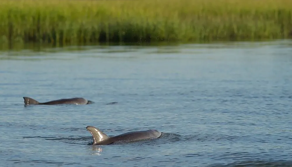 Two dolphins are swimming near the surface of the water with tall grasses in the background