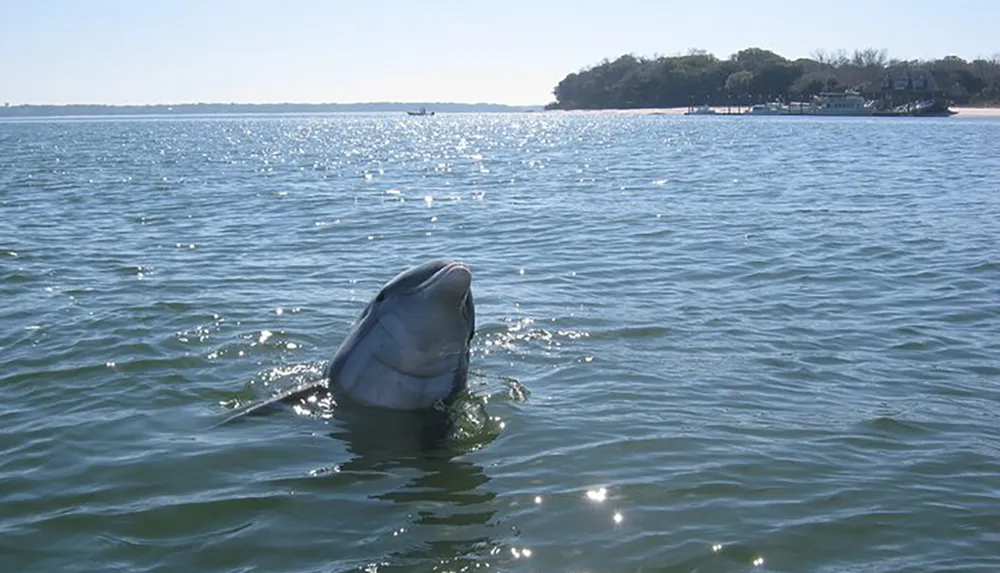 A dolphin is emerging from the water with its head above the surface in a calm bay area