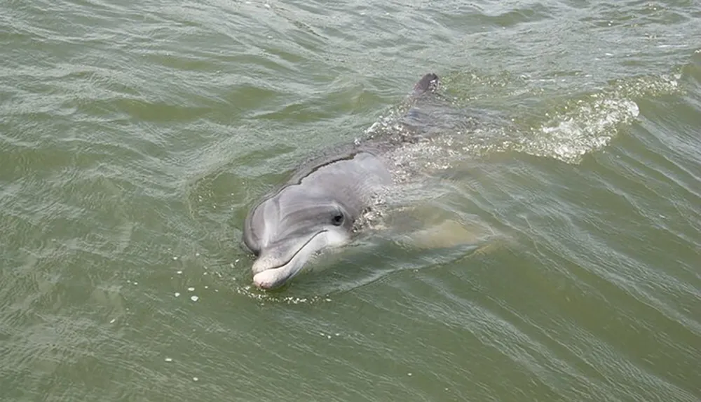 A dolphin is swimming near the surface of murky green water