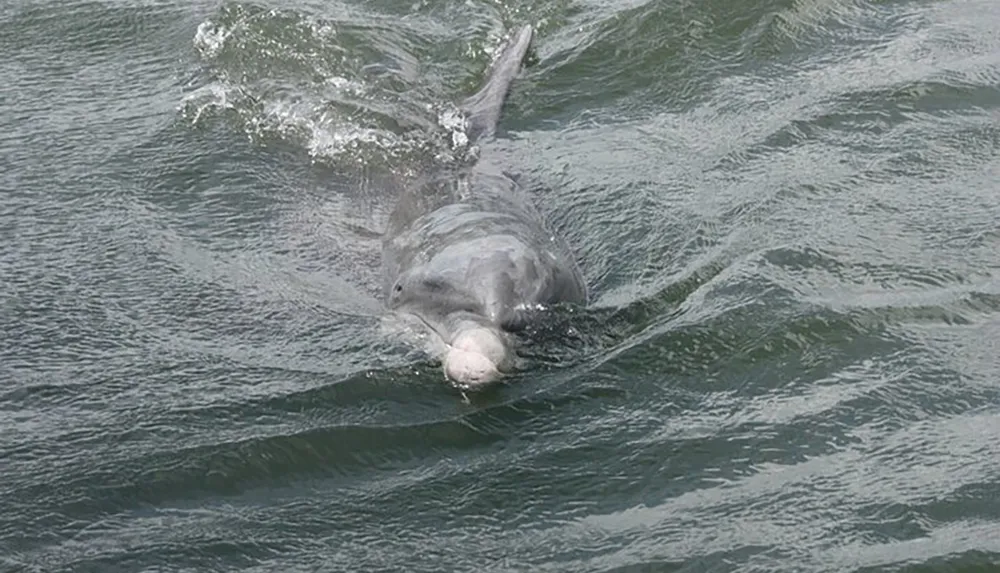 A dolphin is propelling itself near the surface of choppy water