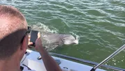 A person is taking a photo of a dolphin from the side of a boat.