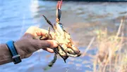 A person is holding a live crab above water in an outdoor setting.