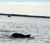 Two people on a boat are observing a dolphin swimming near the surface of the water