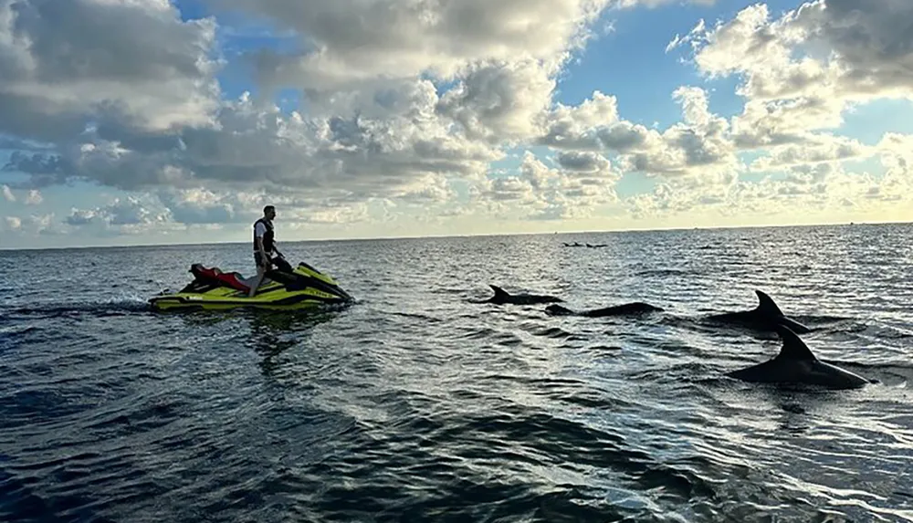 A person stands on a jet ski observing several dolphins swimming nearby in the ocean under a cloudy sky