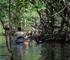 Two people are kayaking together through a tranquil mangrove forest