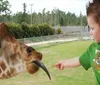 A young child with an excited expression is feeding a giraffe that is sticking out its tongue to grab the food