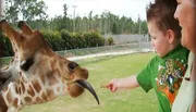 A young child, with an excited expression, is feeding a giraffe that is sticking out its tongue to grab the food.